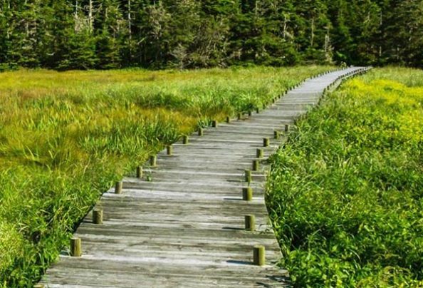 green-boardwalk-sustainability-scaled-banner-opt-thumbnail